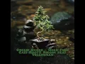 collie Buddz - Hold Firm Cali Roots Riddim feat Yellowman
