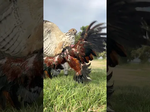 The power of Eagle catch a big bird of prey