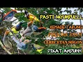 Download Lagu MP3 Suara Pikat Sogon,Prenjak,Kemade Ribut di alam,😱‼️PASTII NGUMPULLL