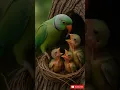 Download Lagu #Perot #birds #wildlife #animals #forest
