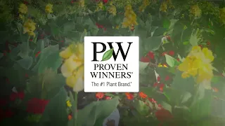 The Value of Proven Winners Plants Award-Winning Performance Innovation
