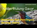 Download Lagu KOLIBRI WULUNG GACOR