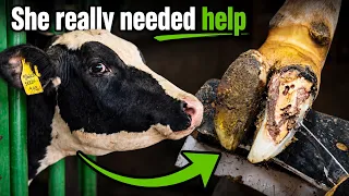 This Young Cow DESPERATELY WANTED Our Help