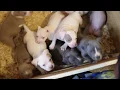10 Healthy American Bully Puppies 6 Weeks Old