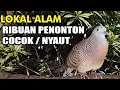 Download Lagu suara burung Perkutut Lokal Gacor dari alam liar paling manjur buat masteran