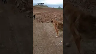 أجمل قتال الكلاب الضخمة 