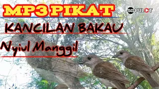 jernih pol suara pikat kancilan bakau nyiul manggil