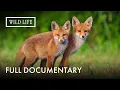 Lagu When Nature Reclaims the Mountains: A Year in the Wild | The Forest Within Us | Full Documentary