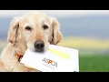 The impact of ASPCA Gift Donation ASPCA Donations ASPCA One Time Donation ASPCA Gift Donation