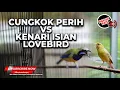 Download Lagu 🔴Masteran Versus Cucak Cungkok Super Gacor Isian Pedas vs Kenari Isian Lovebird Panjang