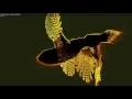 Kinect and Midi WebSocket WebGL Experiment