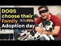 Lagu We Let Shelter Dogs Pick Their Families And THIS Happened 💔 Adoption Day