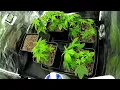 2025 - Strains