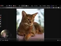 Making your first requests to the Cat API theCatAPI com