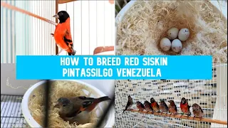 Download Pintassilgo da Venezuela Reprodução - How to breed Red Siskin MP3