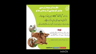 نظر بد اور بیماری سے جانور کو بچانے کا روحانی علاج 