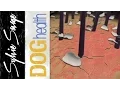 Dog dandruff - What is it