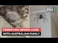Giant Spider Has Been Australian Family s Guest For 1 Year