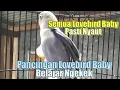 Download Lagu Pancingan Sangat Ampuh || Pancingan Lovebird Baby Paud Belajar Ngekek