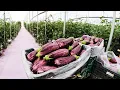 Download Lagu How To Grow 98 Millions Of  Eggplant in Greenhouse - Modern Greenhouse Agriculture Technology
