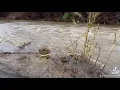 Bear Creek in Merced California is expected to flood Flood warning Evacuation warning s issued