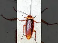 Download Lagu cockroach sound