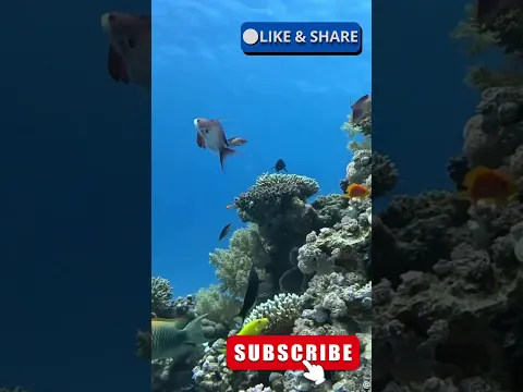 WOW a Reef of Coral and amazing fish and ocean life 🐟🪸🤿 #animals #animalshorts #ocean #wildlife