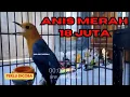 Download Lagu PANCINGAN ANIS MERAH TERBAIK