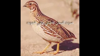 صوت السمان الاصلي عالي الجوده نرجوا الاشتراك ليصلك كل جديد  دندنها