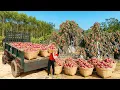 Download Lagu Harvesting 1000 Dragon Fruits On The High Rock, Use Truck Transport Goes To Market Sell