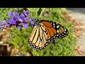 How to Raise Monarch Butterflies the Easy Way