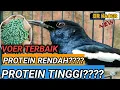 Download Lagu BAGUS ???? VOER BURUNG KACER TERBAIK | DR KACER NEW