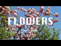 Download Lagu Miley Cyrus - Flowers (Audio)