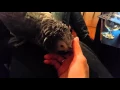 Petting African Grey - Riko