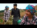 Download Lagu After many trials, James and Diep finally found peace in their quiet little farm | Ly Tu Diep Story