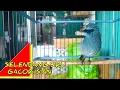 Lagu BURUNG SELENDANG BIRU GACOR NGEROLL ISIAN