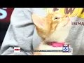 Pawsitively Pets introduces Fort Wayne kitten Clyve