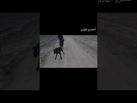 جوري #حيوانات #اكسبلور في مواجه اشرس كلاب العراق /كواجه
