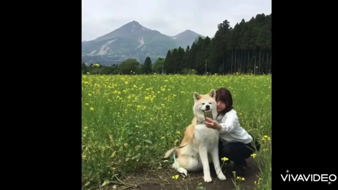 秋田犬パティ あれから一年…7月31日はパティの命日🌼懐かしいお姉ちゃんとの楽しい思い出🩷🐶🩷を観て笑顔になりたい❣️