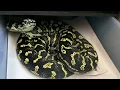 CL PULLING CARPET PYTHON EGGS