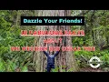 10 Fabulous Facts About The Western Red Cedar Tree