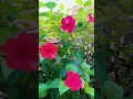 Download Lagu Trending song #Aayega maza ab barsaat ka#flowers