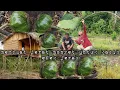 Download Lagu Darurat monyet menyerang tanaman pasang jerat kera di sekitaran kebun hidup di hutan