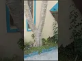 Papeta tree with bunch of Papetap #shorts