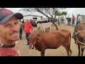 Lagu Feira de gado no Posto Alto da Serra-PE 08/02/26