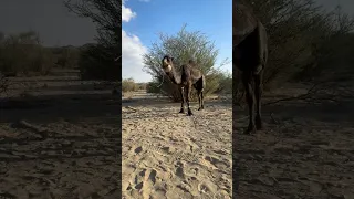 هدارة بعير جمل فحل لهاة 