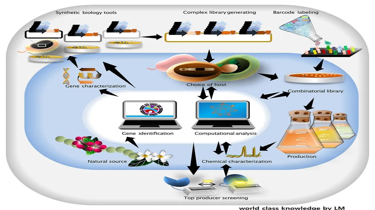What is metabolic engineering and how it is used in the production of desirable products