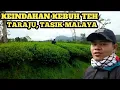 Download Lagu Pesona Kebun Teh Taraju #vlog