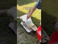 cow skull for the house