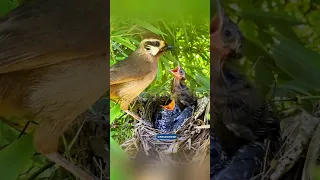 The Mother Bird Did Not Feed The Baby Cuckoo Nature 